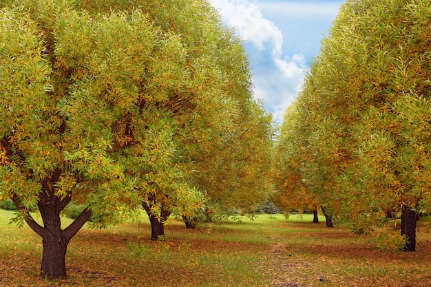 Mooie herfst landschap in het stadspark