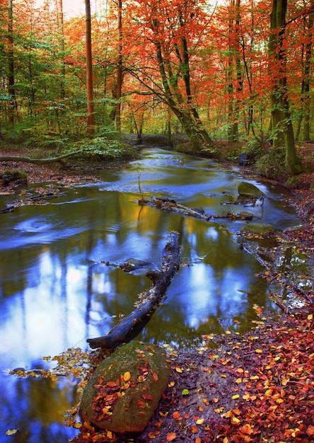 Mooie herfst Mooi en levendig herfstbos en een beek die er doorheen stroomt Het landschap van een rivier in het bos buiten in de natuur in de buurt van hoge bomen met gele en oranje bladeren