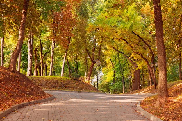 Mooie herfst park in zonlicht