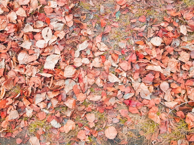 Mooie herfstachtergrond van gevallen gele en gouden bladeren