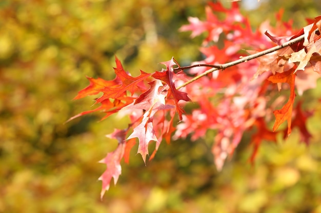 Mooie herfstbladeren, close-up