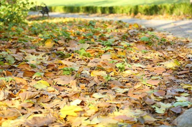 Mooie herfstbladeren en boomwortels