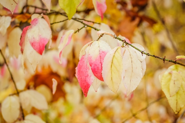 mooie herfstbladeren helder geel rood groen magisch seizoen in Oekraïne