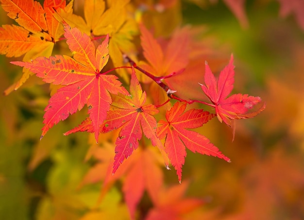 Mooie herfstbladeren met wazige achtergrond