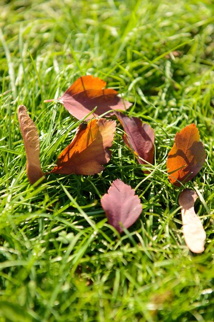 Foto mooie herfstbladeren op groen gras