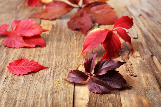 Mooie herfstbladeren op houten achtergrond