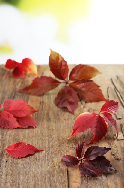 Mooie herfstbladeren op houten achtergrond