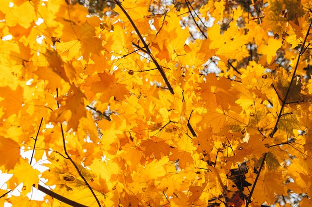 Mooie herfstbladeren van gele eik close-up.