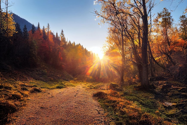 Mooie herfstbomen in het avondbos Herfstbos bij zonsondergang