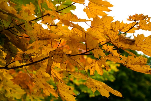 Mooie herfstboom. herfst tafereel. herfst achtergrond