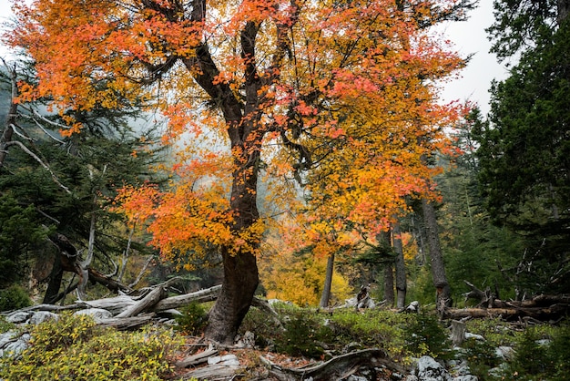 Mooie herfstboom in de bergen schoonheid van de natuur