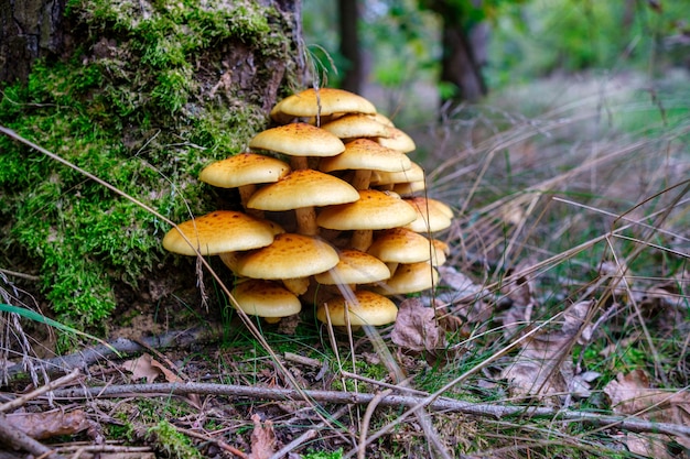 Mooie herfstboom met paddenstoelen en mos in het bos