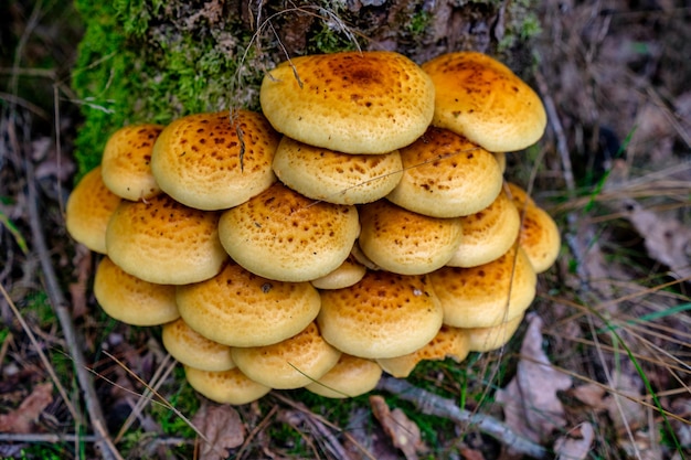 Mooie herfstboom met paddenstoelen en mos in het bos