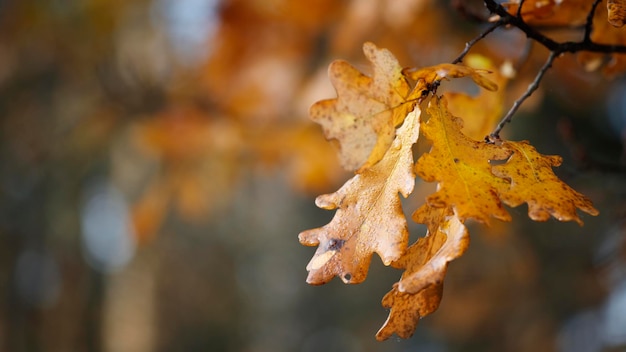 Mooie herfstfoto met nat eikenblad close-up close-up en wazige achtergrond sereniteit en tishana conept als kaart sjabloon webbanner