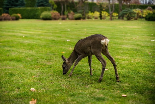 Mooie herten Fawn staande op de weide met bloemen in de lente