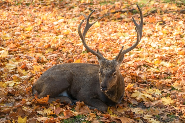 Mooie herten liggend op de vallende bladeren in het bos.