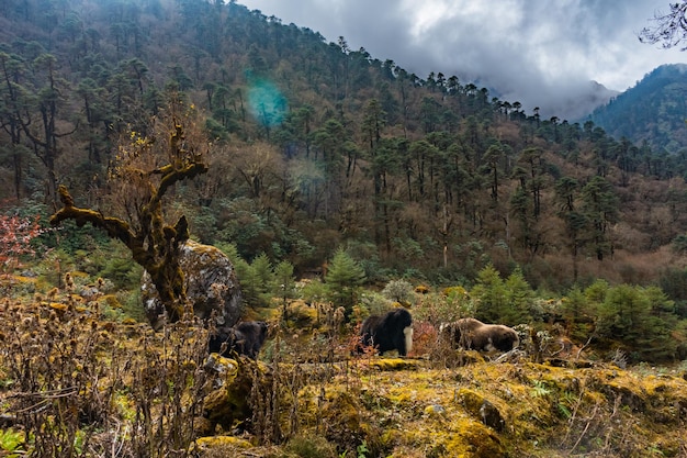 Mooie Himalaya-yakkoeien op weg naar het basiskamp van Kanchenjunga in Torandin Taplejung Nepal