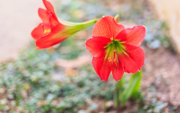 Mooie Hippeastrum johnsonii begraafbloem of rode bloem