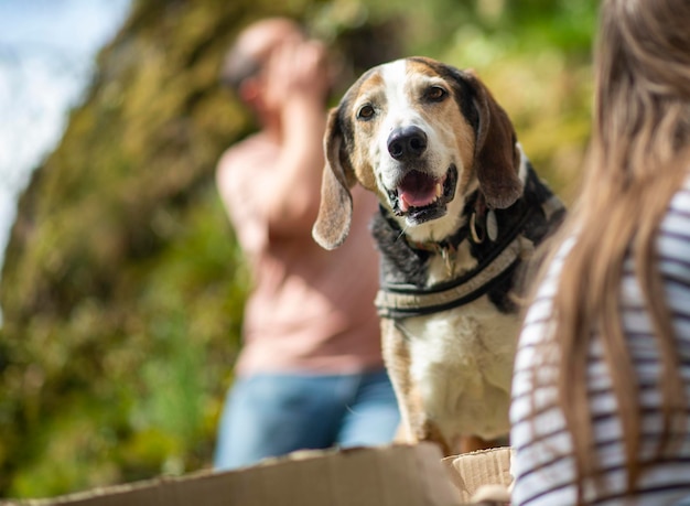 Mooie hond buiten in de zomer