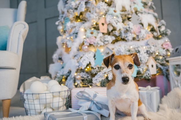 Foto mooie hond die op cadeaus wacht