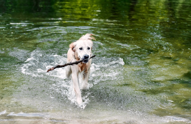 Mooie hond die van water opstapt