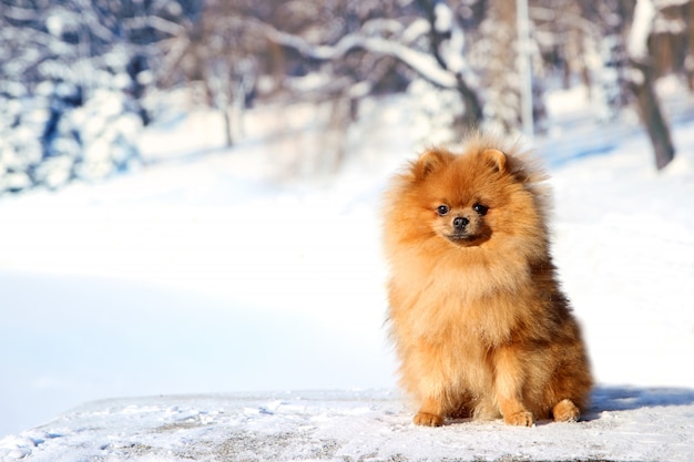 Mooie hond in winter park. Pommeren hond buiten. Verzorgde hond. Winter