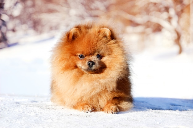 Mooie hond in winter park. Pommeren hond buiten. Verzorgde hond. Winter