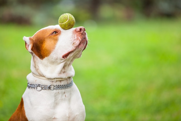 Mooie hond spelen met de bal.