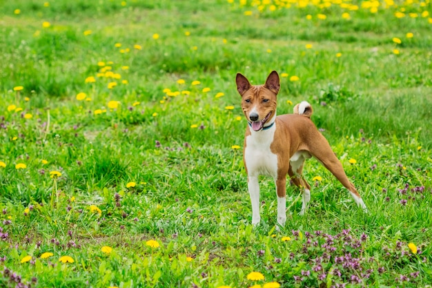 Mooie hond van het Basenji-ras in het gras