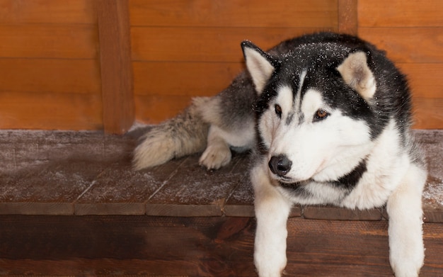 Mooie hondenras Siberische Husky, liggend op een houten vloer met een plek voor tekst.