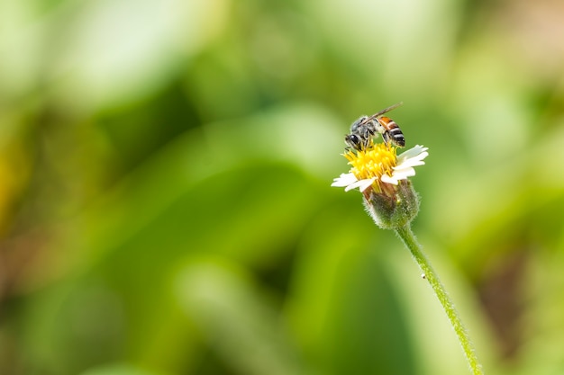 mooie honingbij is bezig om nectar op de bloem te verzamelen