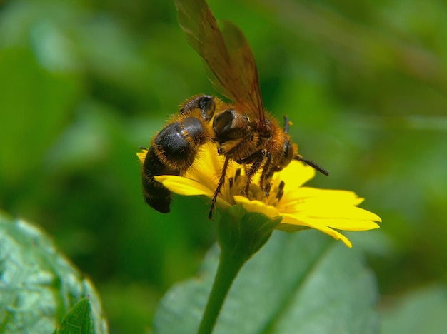 Mooie honingbij zuigt nectar