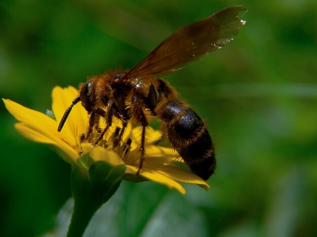 Mooie honingbij zuigt nectar