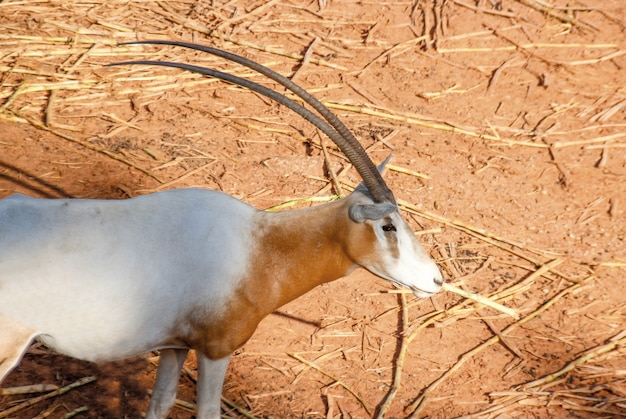 Mooie hoorn van oryx zoogdier dier op zand