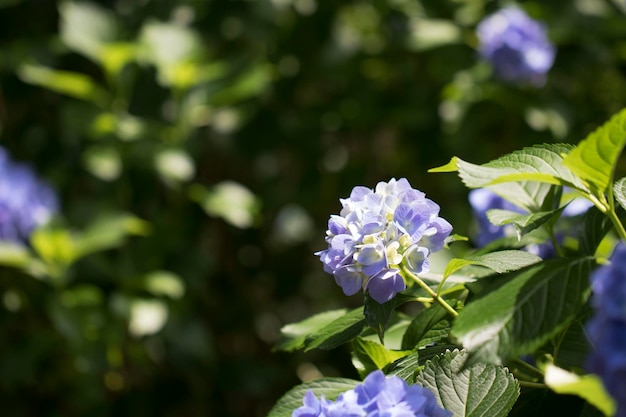 Mooie hortensia aan de buitenkant