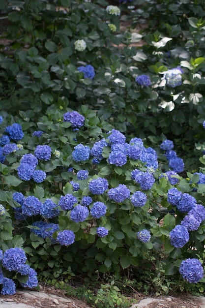 Mooie hortensia aan de buitenkant