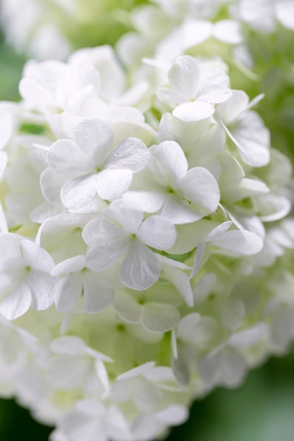 Foto mooie hortensia bloem close-up