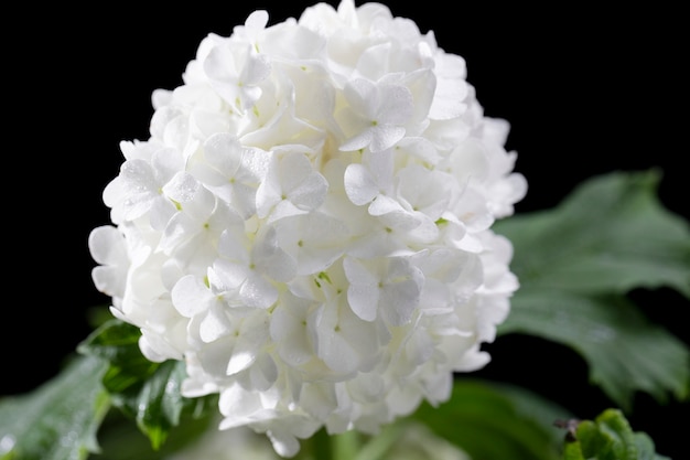 Foto mooie hortensia bloem close-up