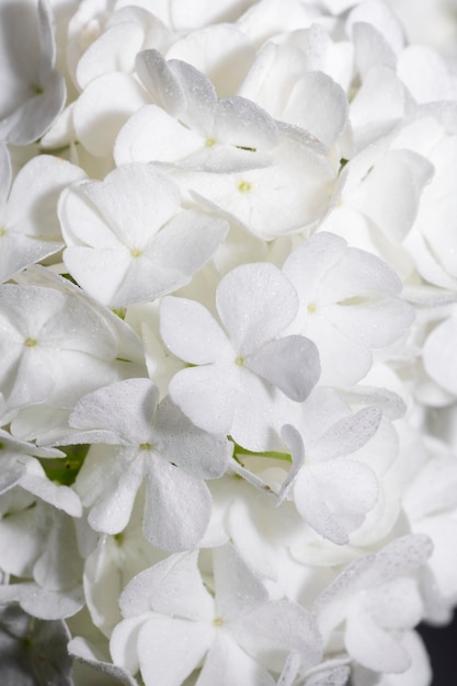 Foto mooie hortensia bloem close-up