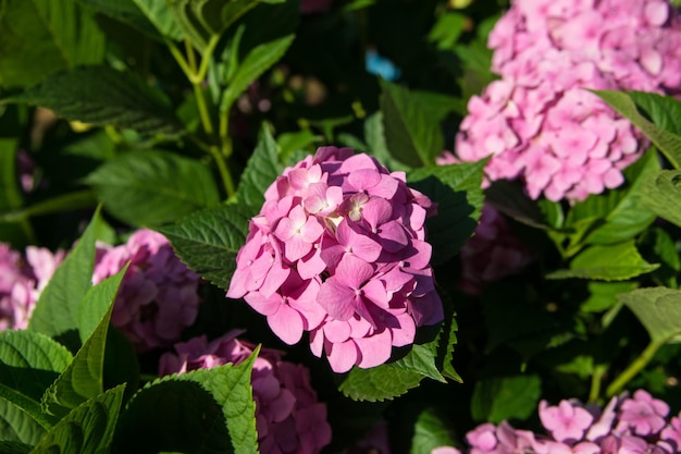 Mooie hortensia bloem roze violet kleur grote bloeiwijze in de vorm van een bol