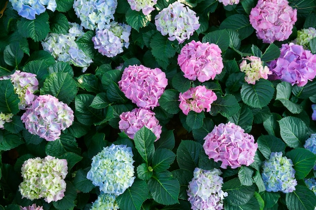 Mooie hortensia bloemen. Struiken bloeien in de lente en zomer in de landelijke tuin. bovenaanzicht