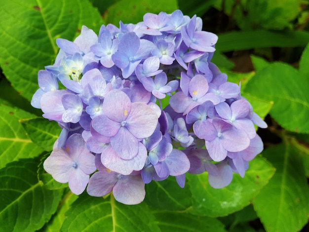 Foto mooie hortensia hortensia bloem