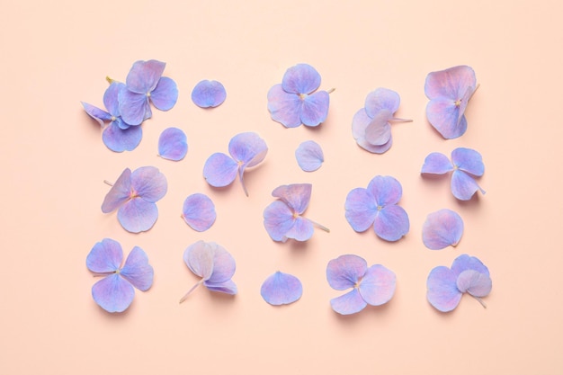 Mooie hortensia plant roosjes op bleke lichtbeige achtergrond plat gelegd