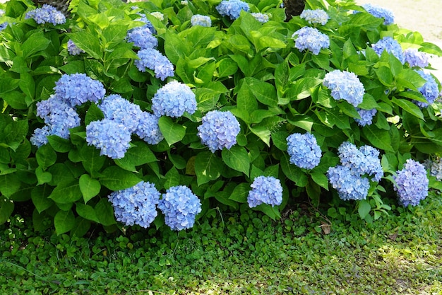 Mooie hortensia's in de tuin