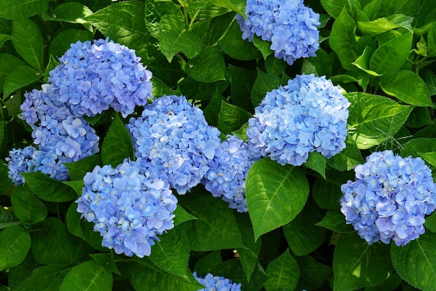 Mooie hortensia's in de tuinx9