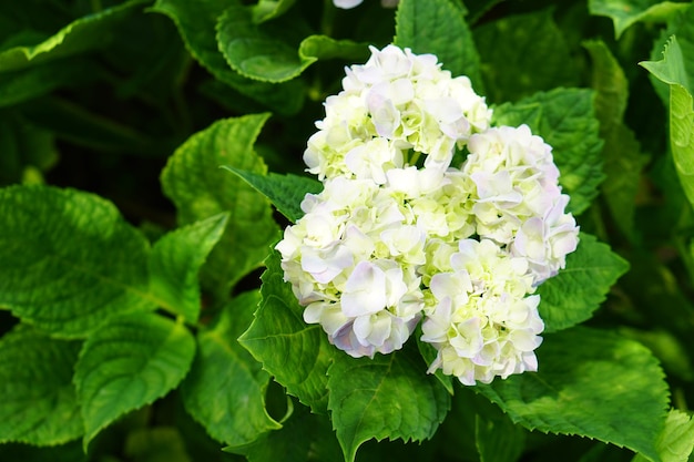 Mooie hortensia's in de tuinx9