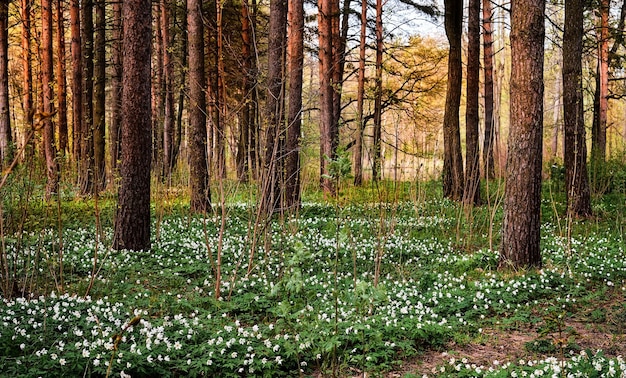 Mooie houtanemoon of mooie witte anemoonbloemen in het dennenbos van de lente bij zonsondergang Anemone nemorosa