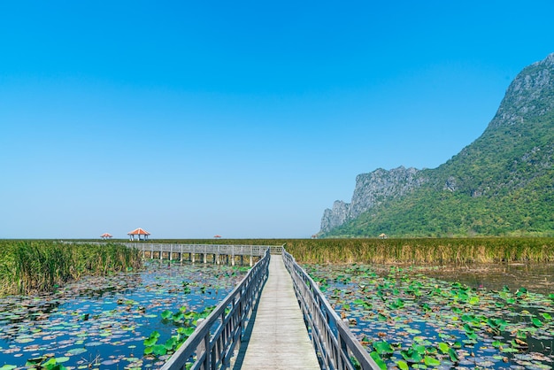 mooie houten wandeling bij Sam Roi Yot Freshwater Marsh of Bueng Bua Khao Sam Roi Yot National Park in Thailand