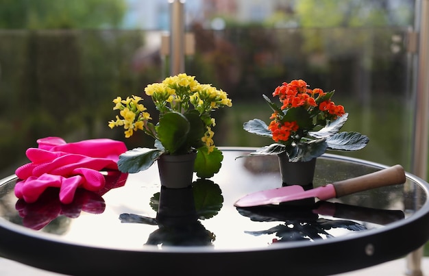 Mooie huisbloemen in potten, het meisje transplanteert prachtige bloemen