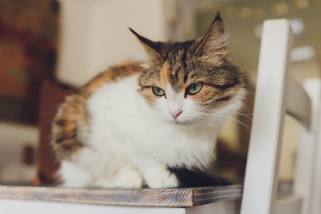 Foto mooie huisdier kat zitten thuis wegkijken.